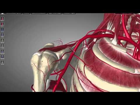 Axillary Artery Tutorial
