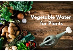 Using Vegetable Water on Plants: Reusing Kitchen Scraps - Flourishing Plants