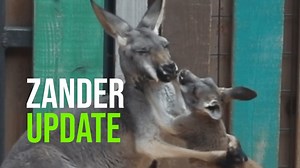 12K views · 263 reactions | San Antonio Zoo’s Kangaroo Joey Zander is fully out of the pouch and ready to play! He’s the first of 8 joeys out of the pouch, so there’ll be no shortage of kangaroo action! | ZooBorns | Facebook