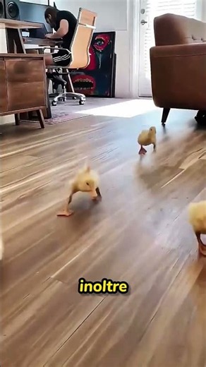 The surprising instinct of ducklings 🐥 #biology #animals