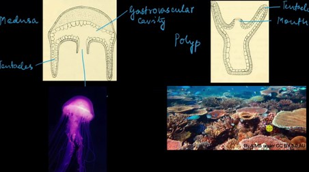 Measuring length and width of objects