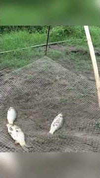 Fishing Techniques on the Rivers and Lakes, Solo Fishing Catching A Lot of Big Fish#primitivefishing