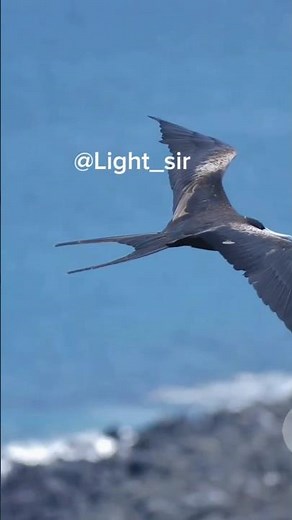 PETREL EXPLORER: The Mysterious Bird of the Sea