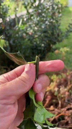 REPRODUCIR UN ACEBO POR ESQUEJE (how to reproduce ilex or holly by cuttings) | en20metros #shorts