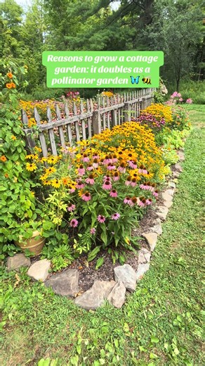 Dreaming of a buzzing cottage garden? 🐝🌸 Plant flowers that feed the pollinators and your garden will come alive. Coneflowers, bee balm, rudbeckia, and liatris don’t just look beautiful—they provide nectar for bees and butterflies and keep your garden thriving all season. A true cottage garden isn’t just pretty… it’s a pollinator paradise. 🌿✨ ##cottagegarden##pollinatorgarden##perennialgarden##gardentok##flowergarden