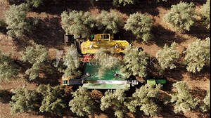 Olive Tree Shaker Harvester operation supported by four Pole beating workers , Top down aerial footage.