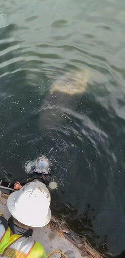 Encounter with a Spooked Sea Cow Underwater