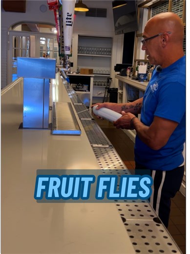 Tiny Flies in Restaurants: Causes & Solutions