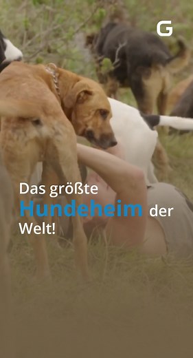 Es ist das größte Hundeheim der Welt! 🐶 Das Territorio de Zaguates - "Land der Streuner" - befindet sich in den Bergen der Hauptstadt Costa Rica’s, San José. 🇨🇷 Die ganze Geschichte von Lyas Mission gibt’s heute Abend 19:05 Uhr bei #Galileo. 📺 auf @prosieben oder kostenlos bei @joyn.de. Schaltest du ein? 😎 #reel #reelsinstagram #tv #hunde #tierheimhund #costarica #prosieben | Galileo