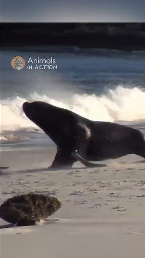 Sea lion is surprisingly fast on Land #animals #wildlife