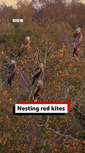 "Witnessing these magnificent birds in their natural habitat in Norfolk is an unforgettable experience." These stunning images of nesting red kites were captured by The Drone Guy UK using a drone equipped with a telephoto lens. It was filmed from a responsible distance and no animals were disturbed. | BBC Norfolk