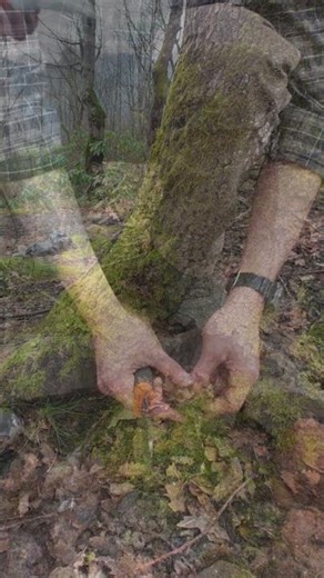 Primitive fire skills! 🔥 Watch how I start this fire. #bushcraft #survival #fire #camping