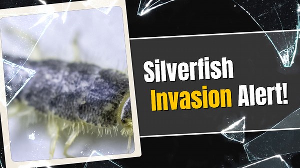 How to Deal with 10 Common Bathroom Bugs