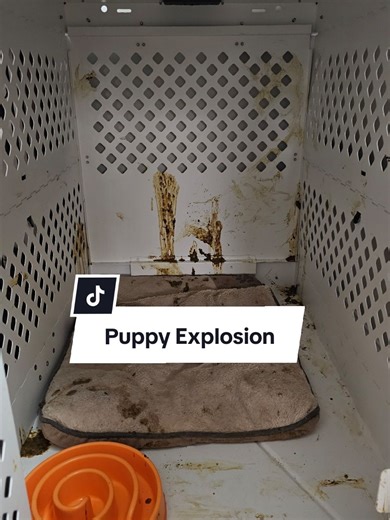 Effective Dog Training Techniques for New Puppy Owners