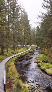 This is Hafren Forest, near Llanidloes, Mid Wales, known for its walking trails and the source of the River Severn (Afon Hafren). It has a few walking trails suitable for all fitness levels, which are waymarked from the car park. Including the famous cascades walk that is a riverside accessible boardwalk trail that leads onto a viewing platform over the cascades. The longest route takes you to the source of the Severn, just outside the forest’s boundary. Another goes to waterfalls within the for