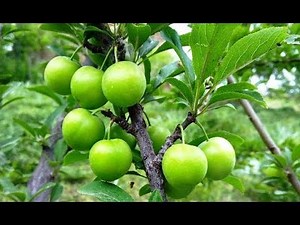 Green Gage Plum Fruit Tree | Persian Green Plum Tree | Green Plum Tree