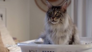 46K views · 411 reactions | Cats everywhere demand to know: are...