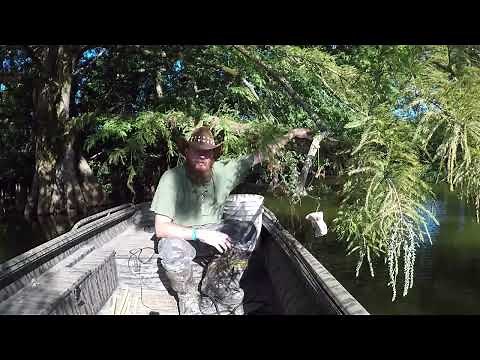 How to Tie an Alligator Hook to Line, How to Set Gator Line to Fish from a Tree
