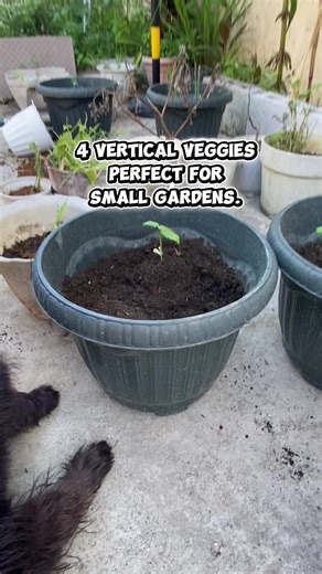 Maximize Your Garden: 4 Vertical Vegetables for Small Spaces