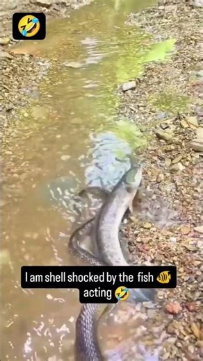 i am shell shocked by the fish 🐠 acting
