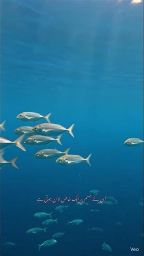 Fish Have a Built-In Water Radar 😱 | Lateral Line Explained