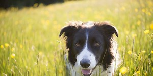 Vet warns dog owners about the cause of red blotches on dogs' skin