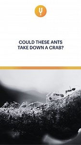 5.8K views · 42 reactions | Never underestimate the power of a united...