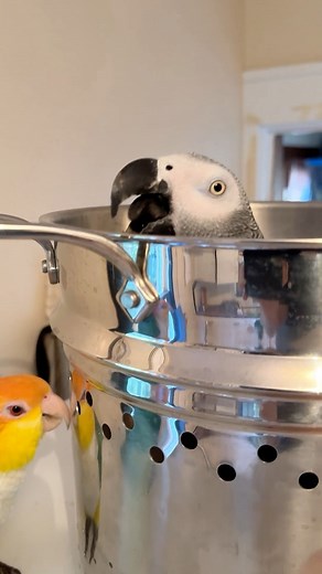 Creature of the Bowl 👹 #apolloandfrens | Apollo and Frens