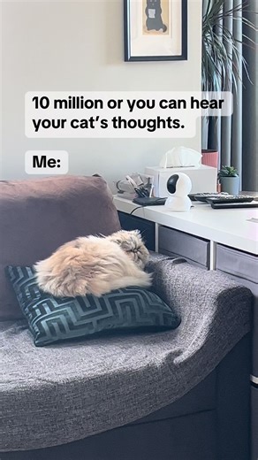 Understanding Your Cat's Thoughts: A Fun Perspective