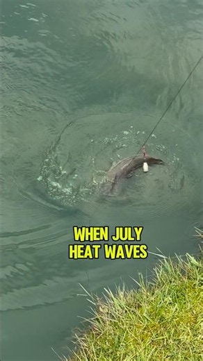 Thermal Pockets Catfish HIDE In July Heat Waves! 🎣 #shorts #fishing #catfish