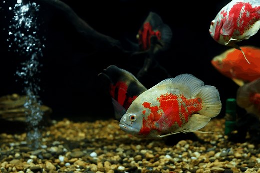 Oscar Fish Staying At The Bottom Of The Tank: 7 Easy Solutions – Pet Fish Online