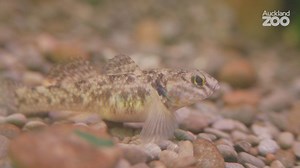 Redfin bully are a freshwater fish that's endemic to New Zealand and ectotherm keeper Seth has been trying everything he can to breed them at the Zoo! | Auckland Zoo