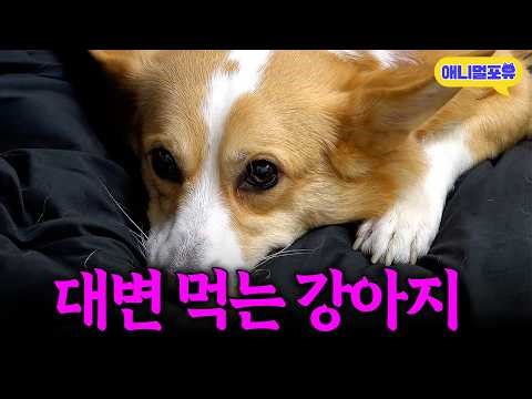 아무 데나 변을 보는 것은 기본 심지어 먹기까지?! 웰시코기가 대변을 먹는 이유ㅣKBS 개는훌륭하다 개훌륭사관학교 260112 방송