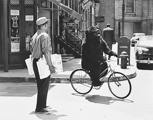 Zebra in the Kitchen (1965) | ČSFD.cz