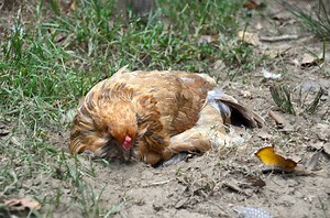 What is the Purpose of a Dust Bath for Chickens? — Chickens in a Minute Video - Backyard Poultry