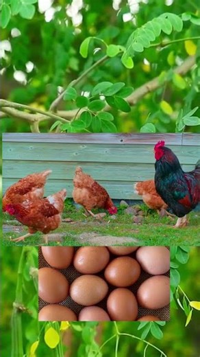 MORINGA = More EGGS?!