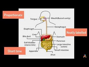 How to draw the digestive system diagram? - Akshara Class 10