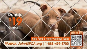 ASPCA TV Spot, 'Hungry'