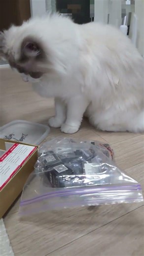 미워할 수 없는 스토커 삼순이 #Shorts #Shorts #Reels #추천 #떡상하자 #웃긴영상 #고양이영상 #FunnyCats #CatVideo #cat # 힐링영상