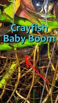 What Happens When Dozens of Crayfish Hatch in a Closed Ecosystem?