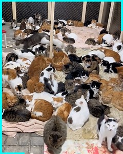 607K views · 10K reactions | A house full of love for homeless cats ❤️ | Don Pets | Facebook