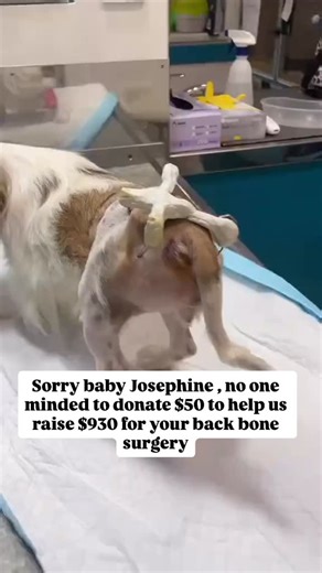 196K views · 1.3K reactions | My world is breaking. Josephine is being taken for emergency back surgery. The fear is a physical weight, crushing me. Please, if your prayers have ever mattered, let them matter now. He has to be okay. #doglover #adoptdontstop #dogshelter #dogsofinstagram #truelovedogsrescue | Daisy Copper | Facebook