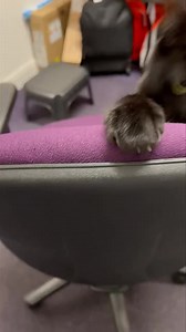 Playtime with Bolt | The Huddersfield Station Cats