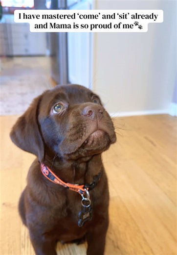 Teaching Your Labrador Puppy Basic Commands