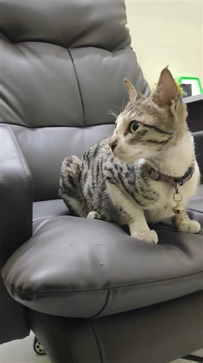 3 signs your cat is stressed (Don’t Ignore #2) ⚠️ #shorts #cat