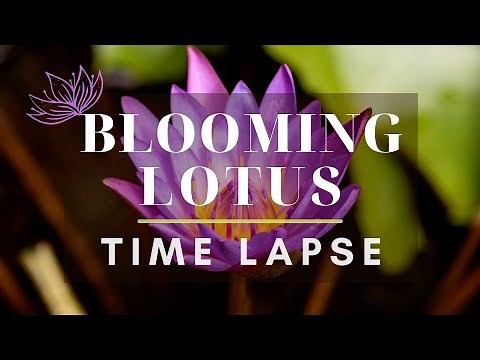 Serenity of a Lotus - Lotus Flowers Blooming Time Lapse