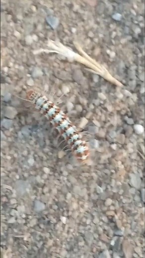 Caterpillar’s Journey to Butterfly | Nature’s Life Cycle Miracle🦋#shorts