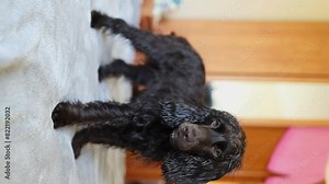 Wet English Cocker Spaniel puppy sitting on the bed, close-up portrait. Wet dark brown English Cocker Spaniel puppy on the bed, after bathing. Wet English Cocker Spaniel. Happy puppy.