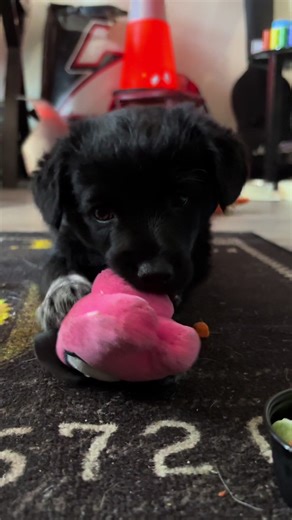 not the veggies #puppy #cutiepie #cavapoochon