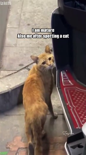 Funniest Cat 🐱 Cats Being Cats 🥰 # #2096